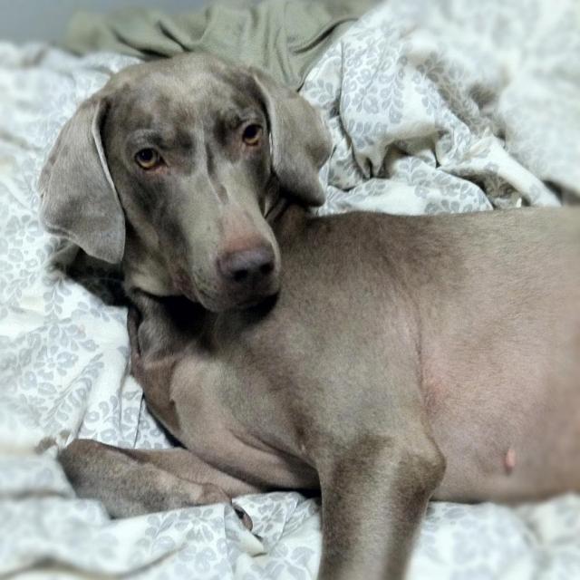 Teddy