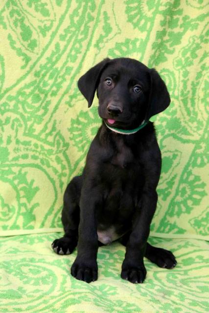 Weimadorables_GW_Tongue_1_23_8_weeks