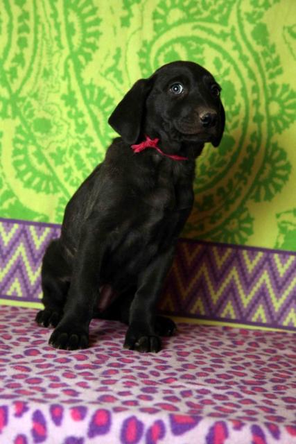Weimadorables_Pink_1_23_8_weeks