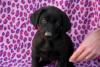 Weimadorables_Pink_Purple_1_23_8_weeks