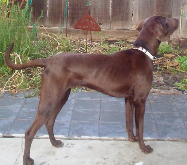 Woody_2