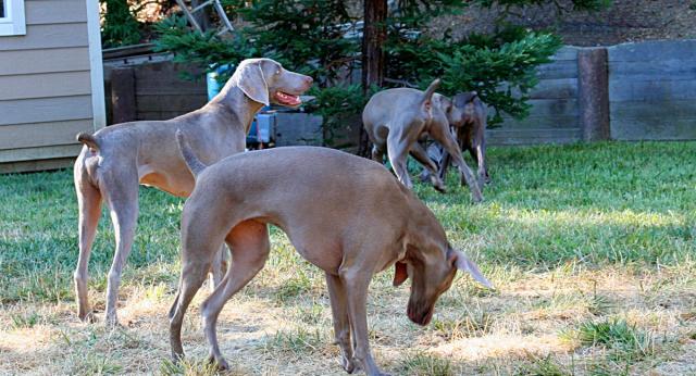 dogparty-09