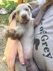 Lumi puppy