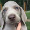 Lumi Blue eyes