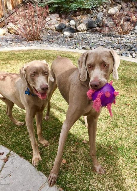 Harley with new sis