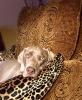 Harley at new home (Frisch)