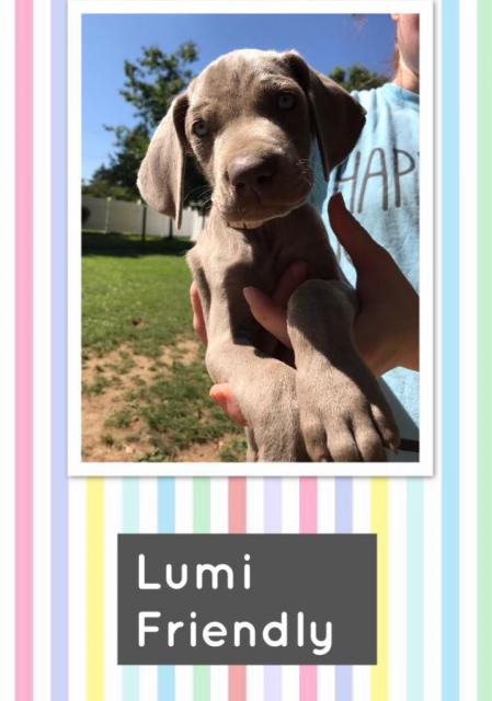 Lumi 1