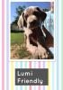 Lumi 1