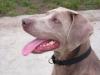weim_head